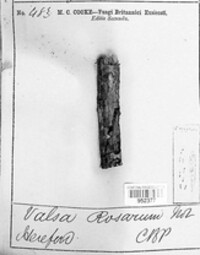 Cytospora ceratosperma image